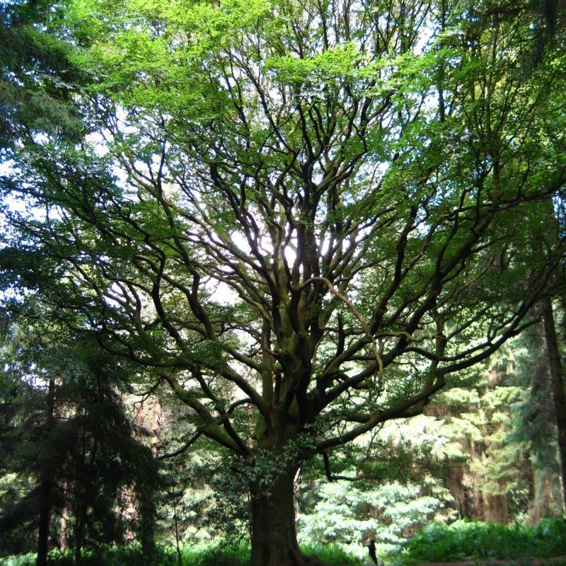 La symbolique des arbres La symbolique des arbres
