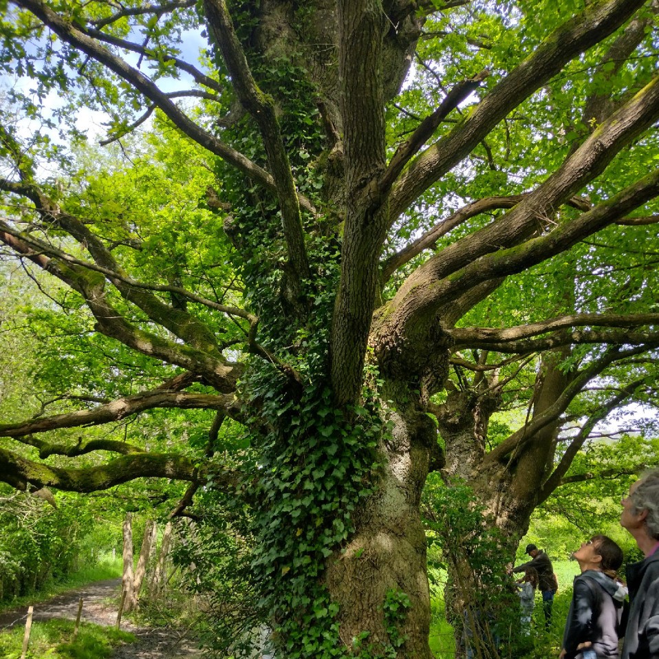 les arbres à chateaubourg les arbres à chateaubourg