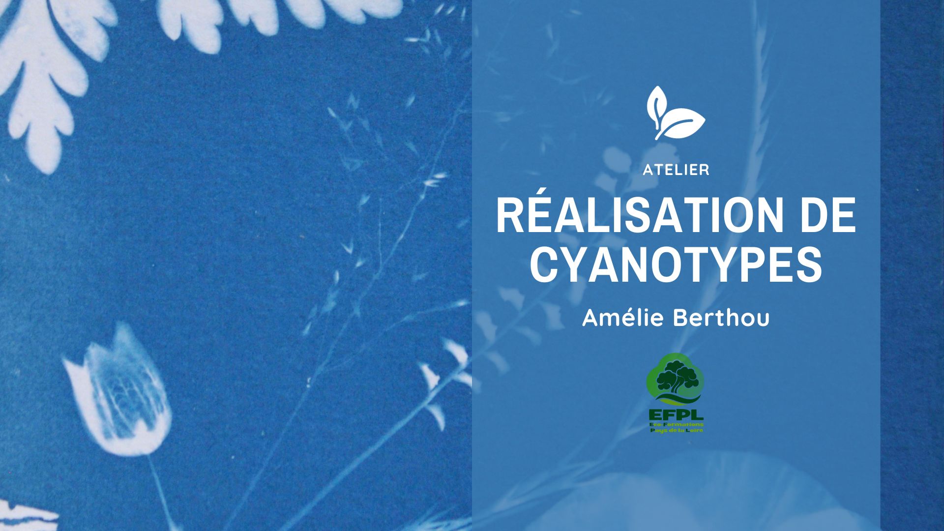 Réalisation de cyanotype
