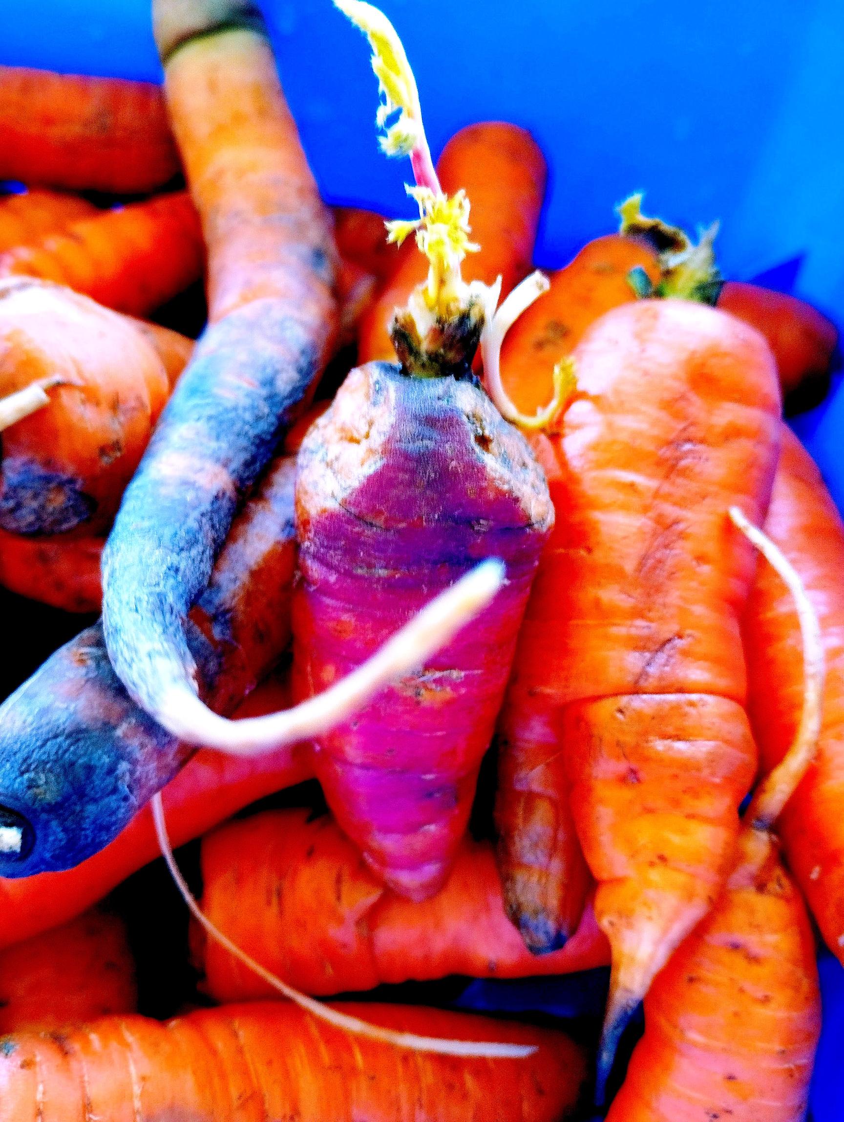 Carottes