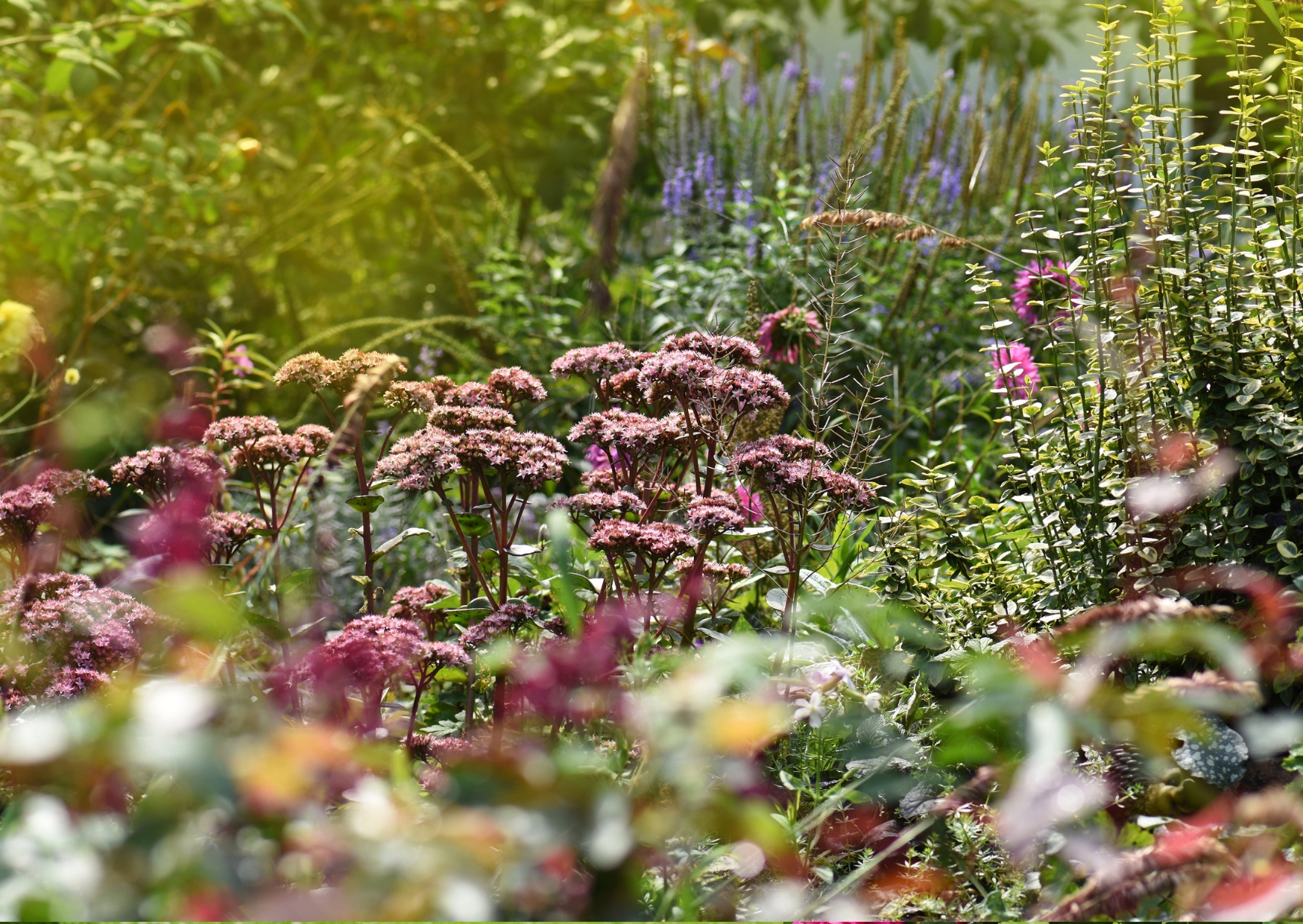 Fleurs et plantes à l'état sauvage