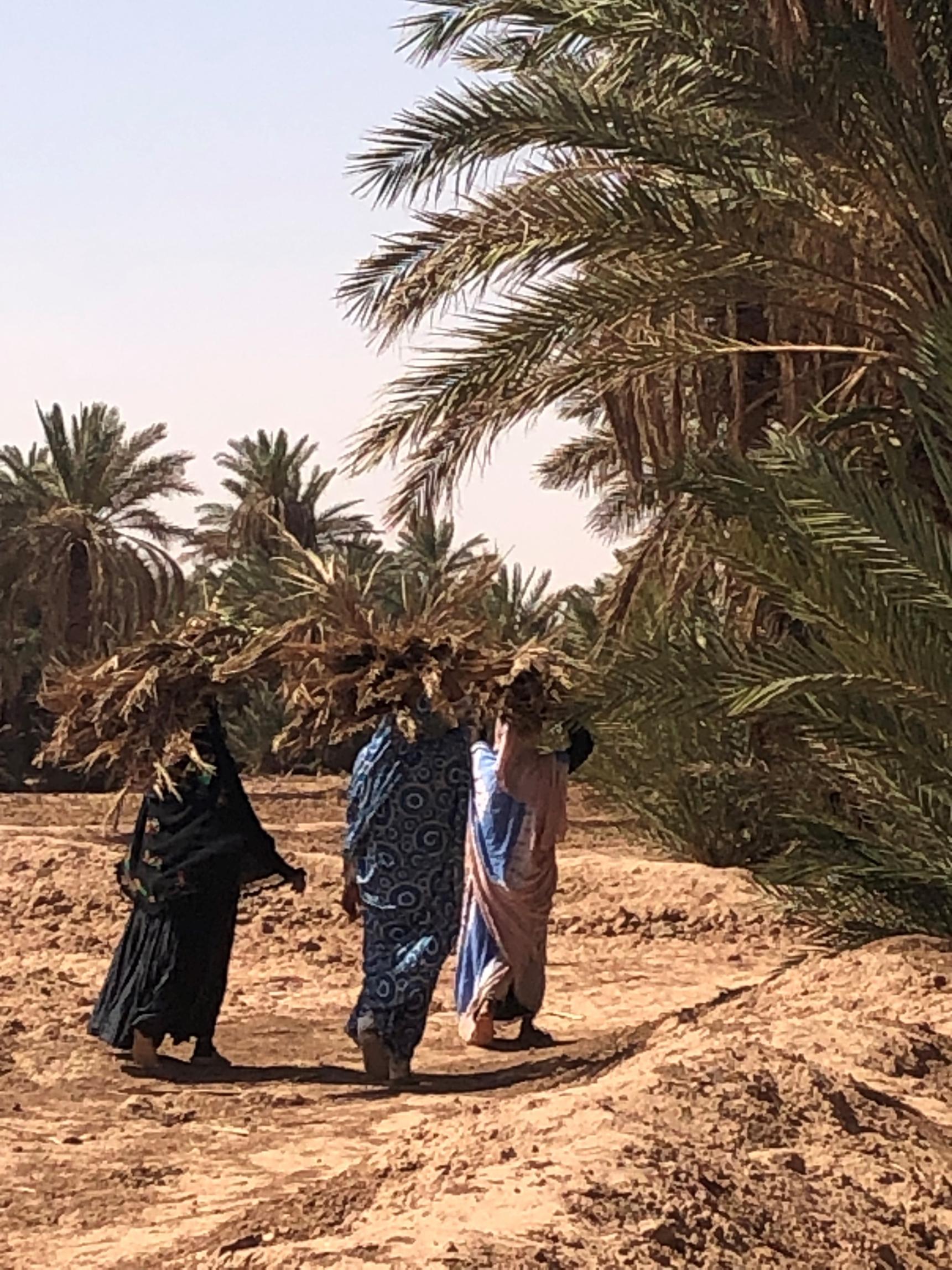 Voix du Sahara Femmes nomades dans une oasis au Sahara - Crédit Françoise Ramel