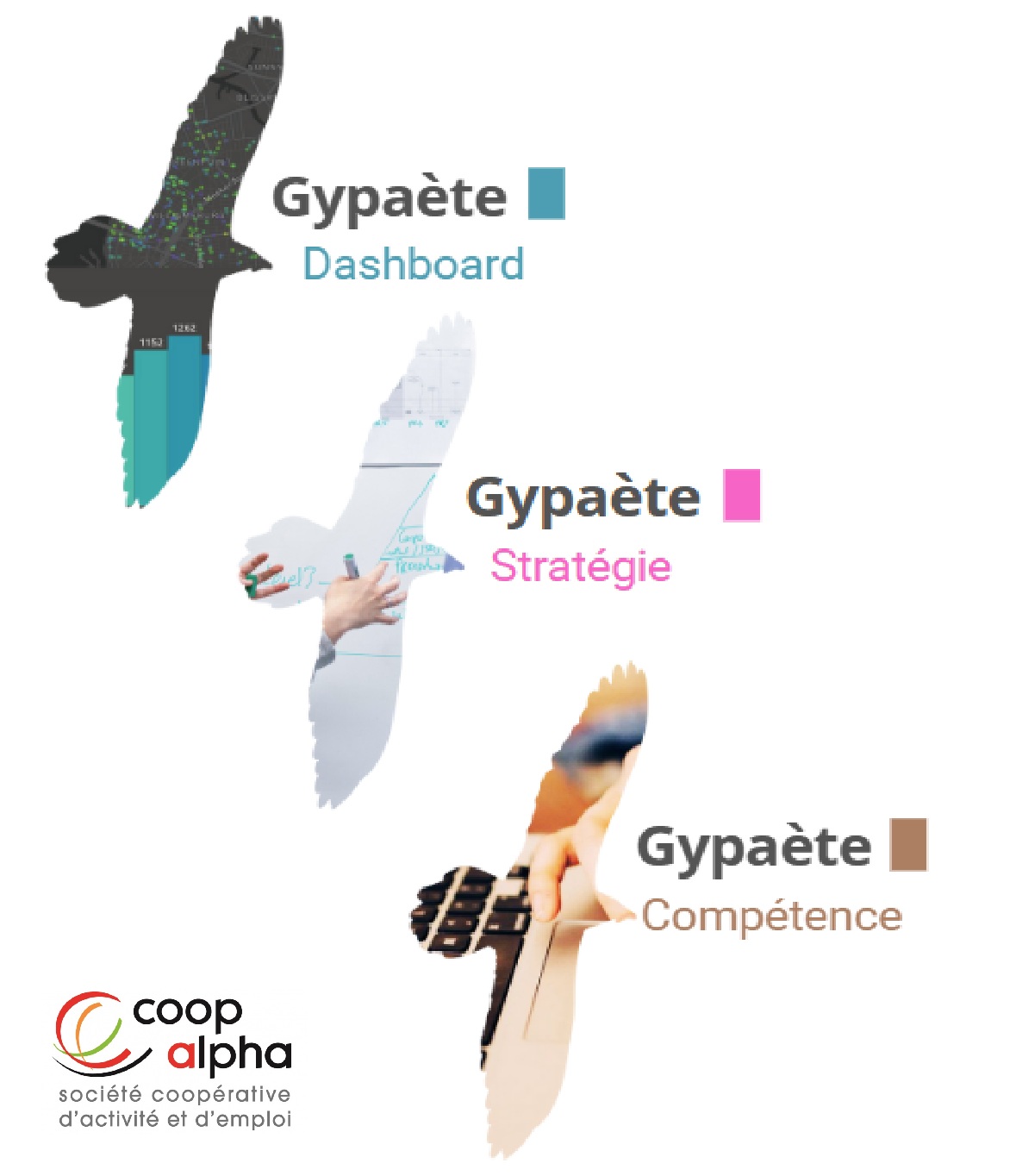 Gypaète