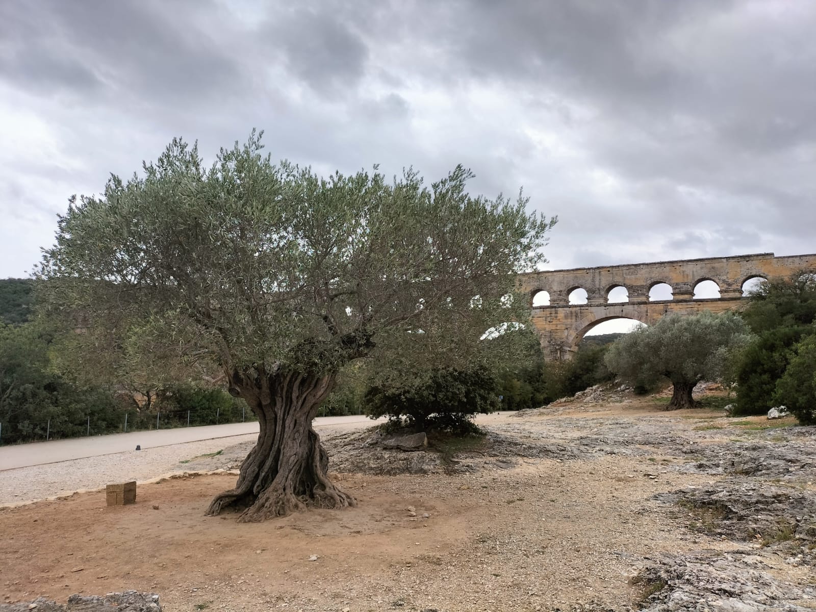 Les Oliviers dans le Gard