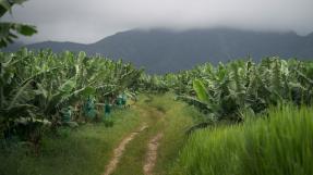 Les antilles empoisonées