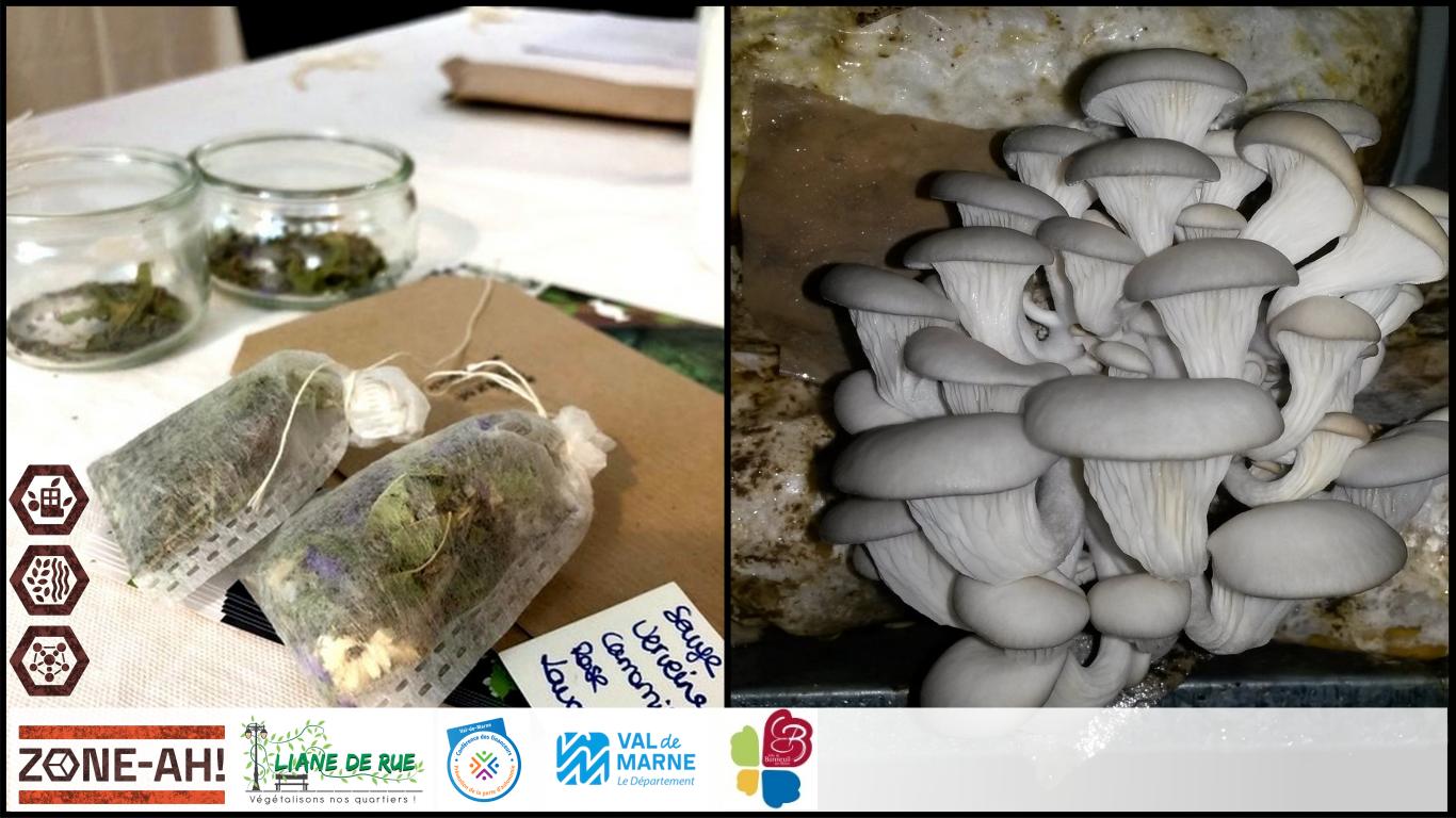 Venez préparer vos sachets de tisane lors de cet atelier, et apprenez à faire pousser vos pleurotes dans du marc de café par vous-même. Soupes et omelettes de qualité locale garantie ! Fabrication de tisanes maison, Culture de pleurotes grises DIY