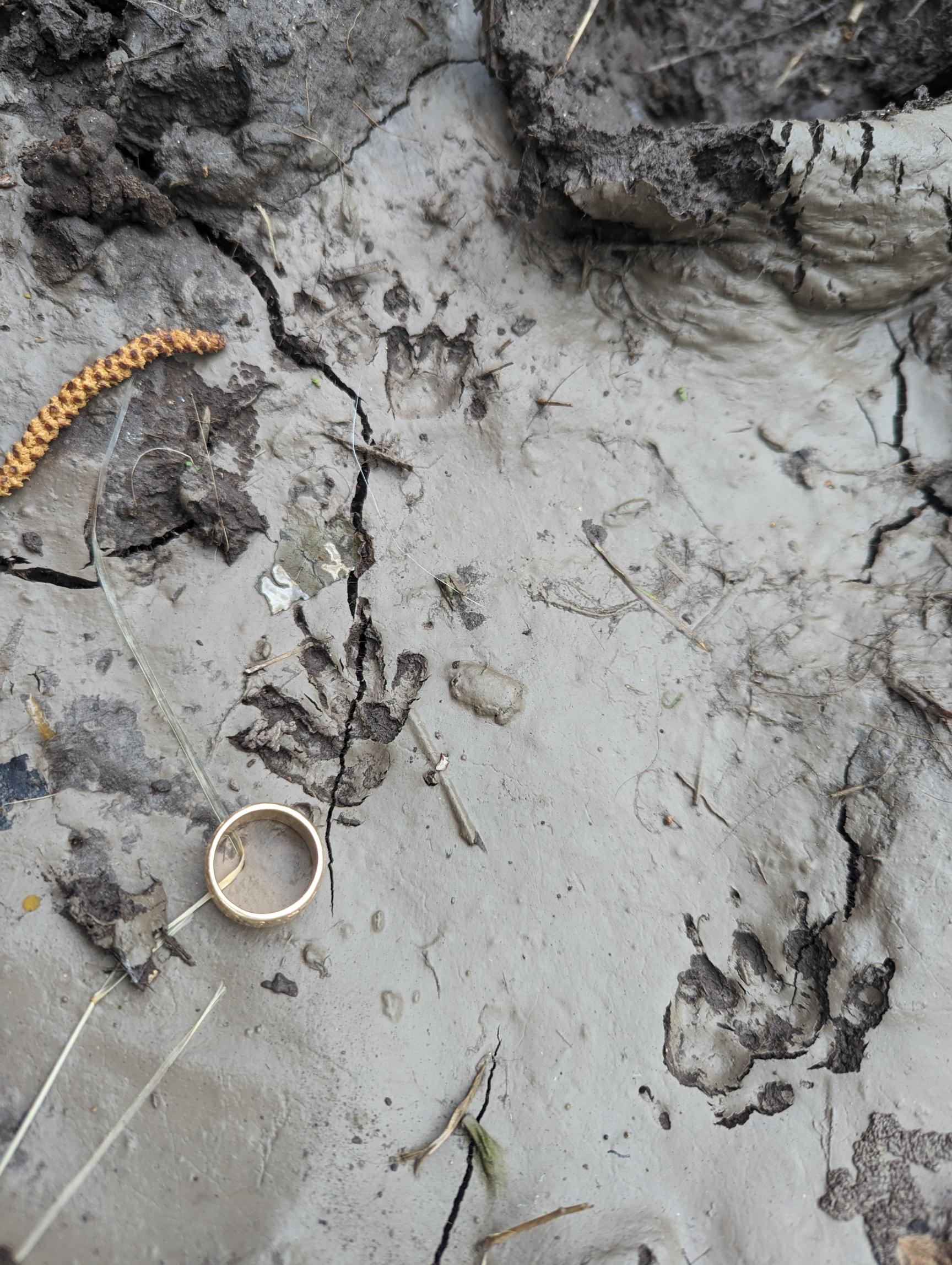 NOS TRACES PISTAGE ANIMALIER EN FORÊT https://www.helloasso.com/associations/un-monde-en-moi/evenements/nos-traces-les-samedis