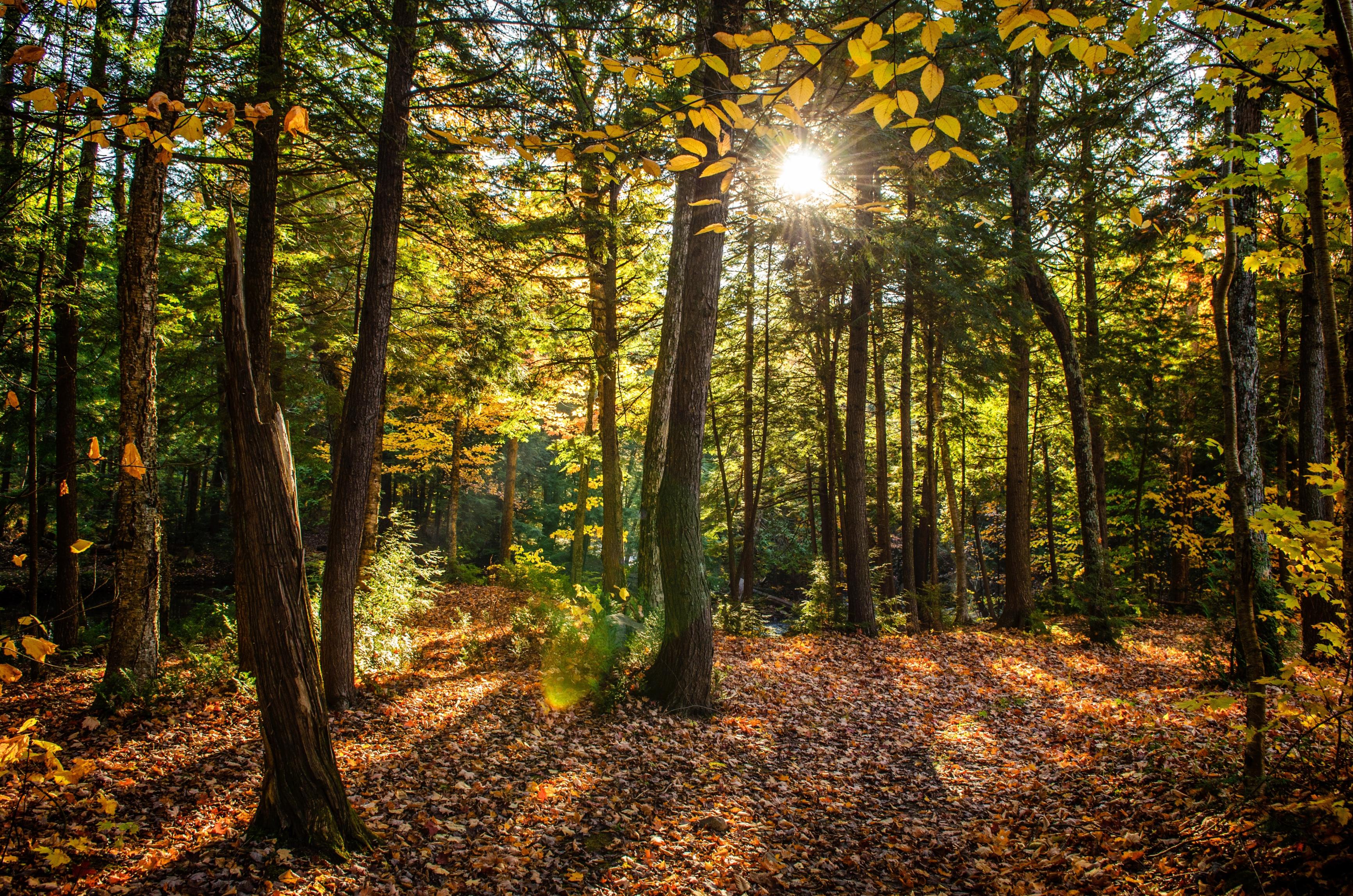 Forêt dans une lumière chaude