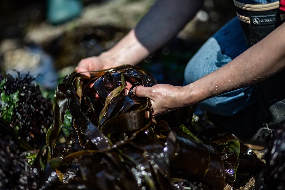 Mini-stage algues et autonomie alimentaire Mini-stage algues et autonomie alimentaire avec HUMUS LIBRE