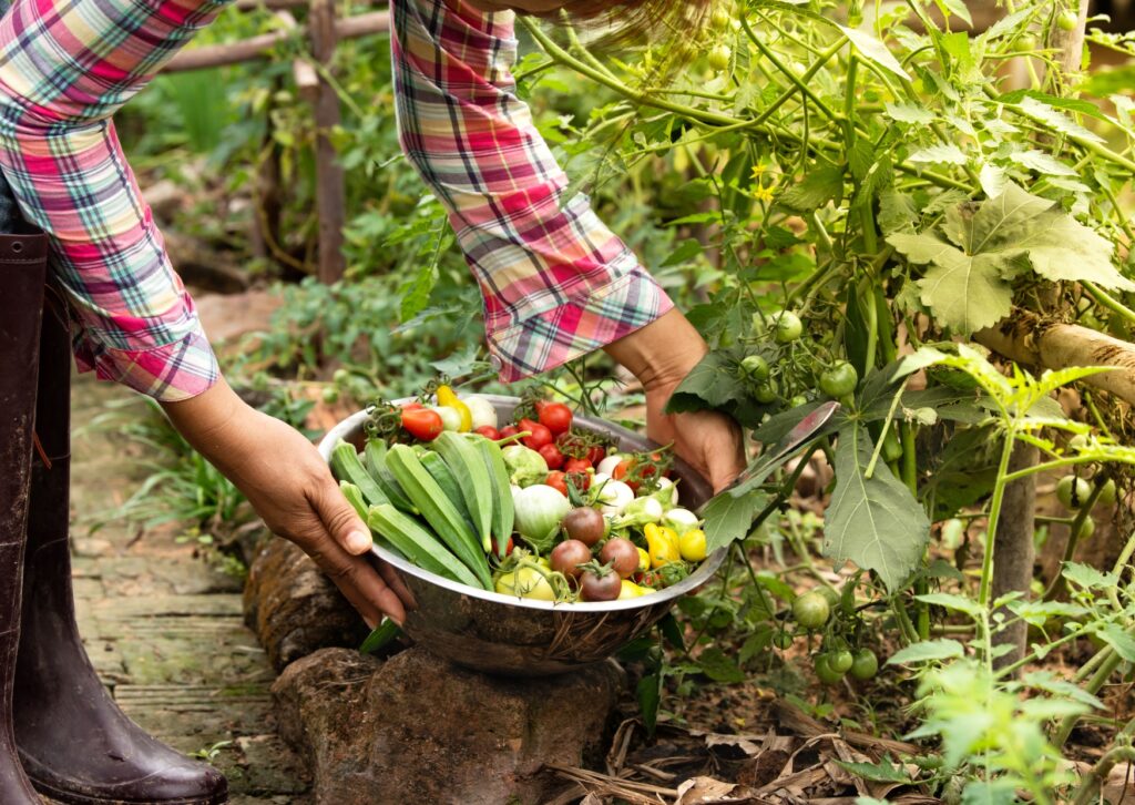 Personne en chemise rouge et blanche qui ramasse des légumes dans un potager, pour les mettre dans un saladier en inox.