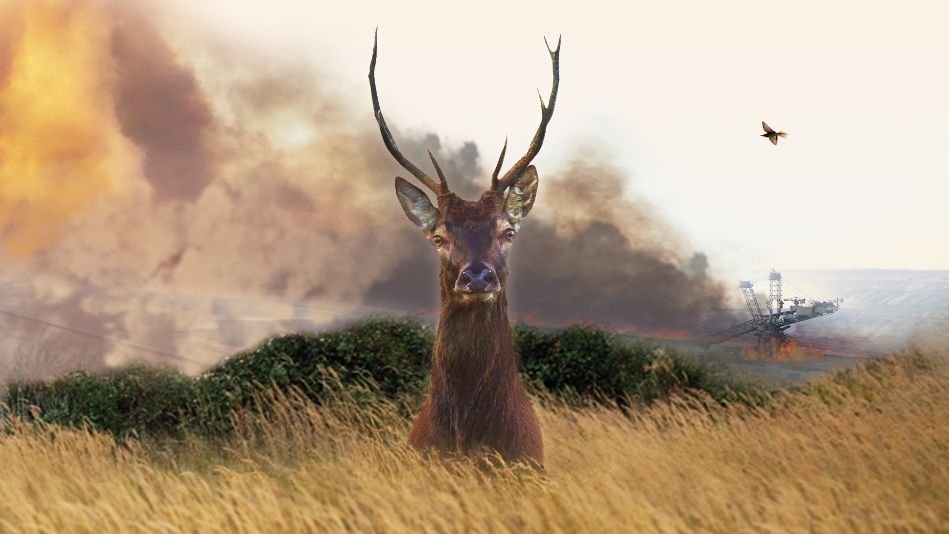 Le Vivant qui se défend Un cerf nous regarde alors qu'une grue brûle derrière lui au loin. L'air est rempli de fumée.